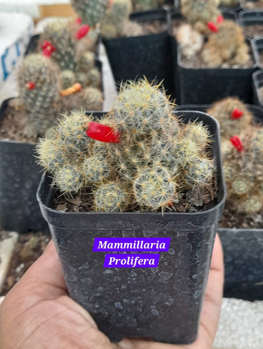 Mammillaria Prolifera 11 Cactus