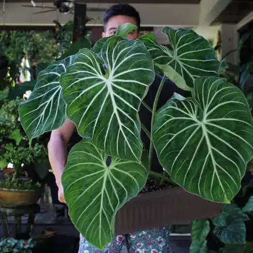 Gloriosam zebra plant| Indoor plants