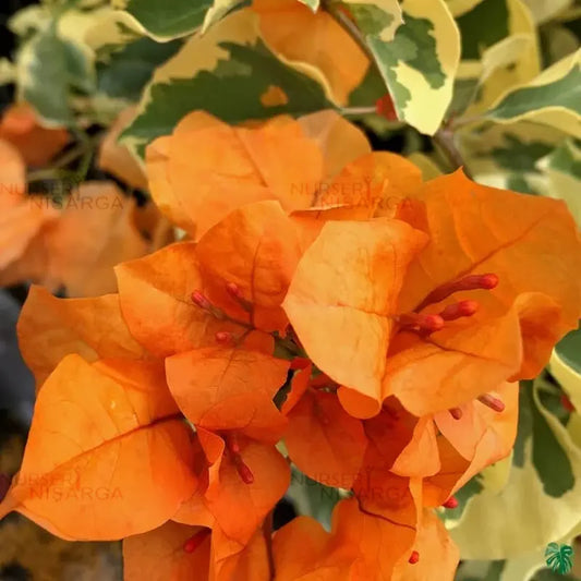 Dr Rao Bougainvillea – Plant (Orange)