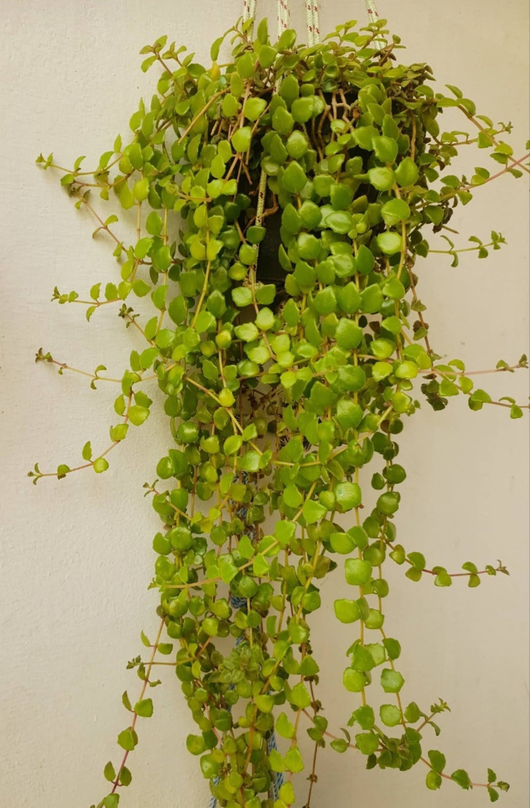 Tangled heart hanging plant