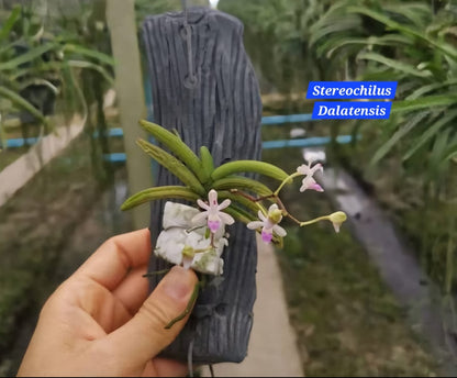 Stereochilus Dalatensis miniature orchid