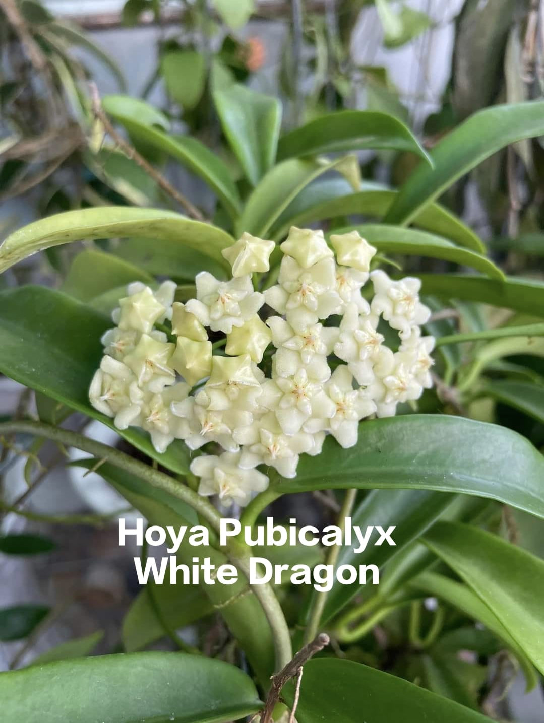 Hoya Pubicalyx White Dragon