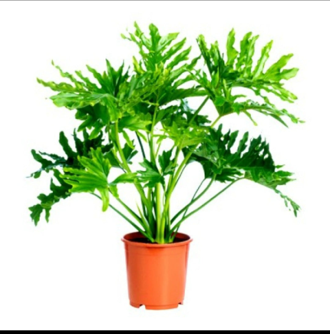 Philodendron hope (sellum) plant| Indoor plants