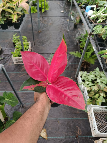 Thai super Red plant