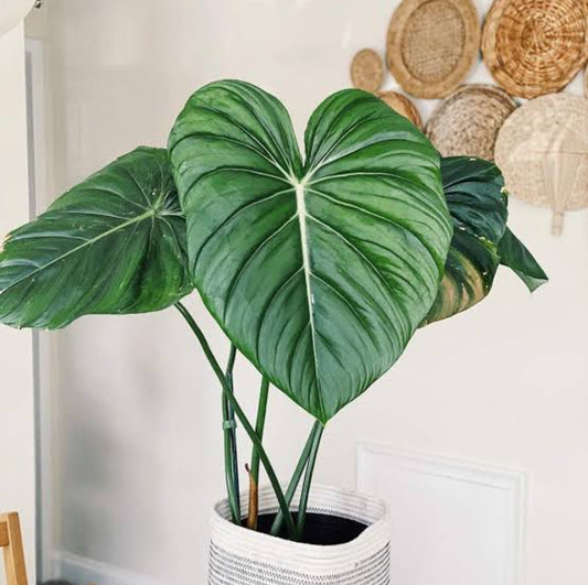 Philodendron Pastazanum Plant (Semishade)