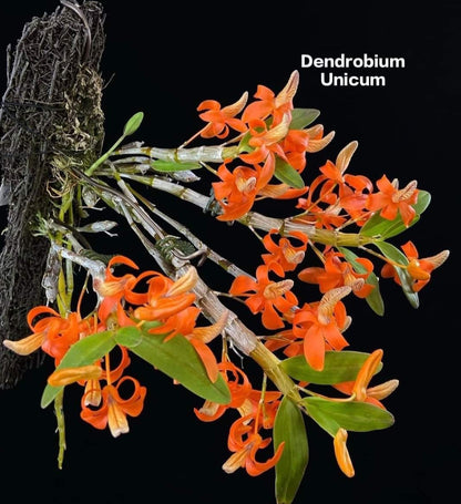 Dendrobium Unicum