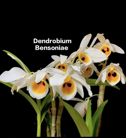 Dendrobium Bensoniae