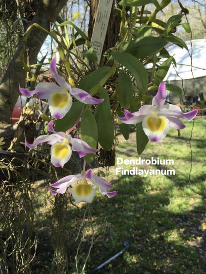 Dendrobium Findlayanum