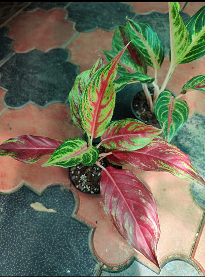 aglaonema red panama Aglonima Red Panama – ASHIYANA STORE