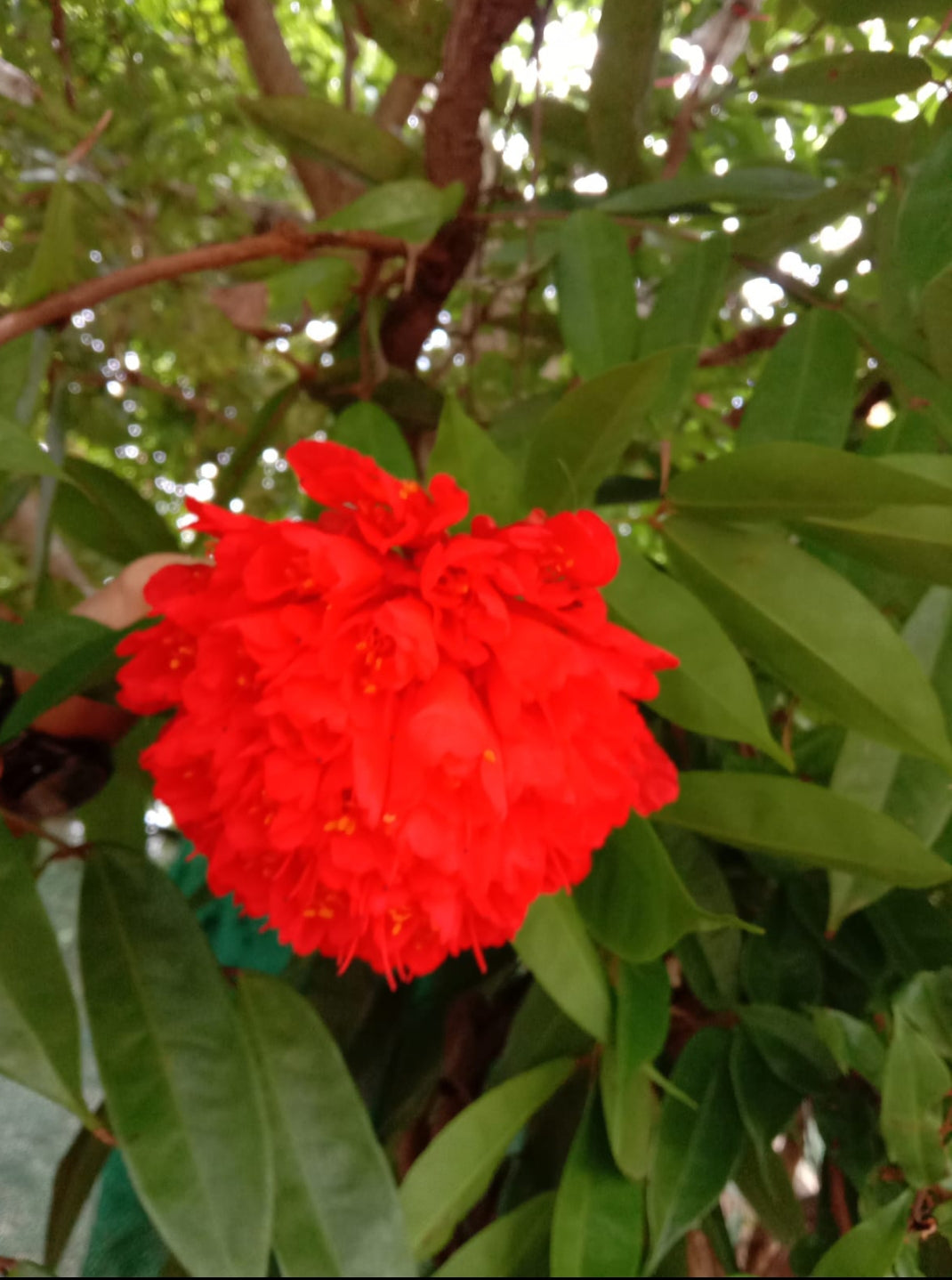 Brownea Coccinea flowering tree