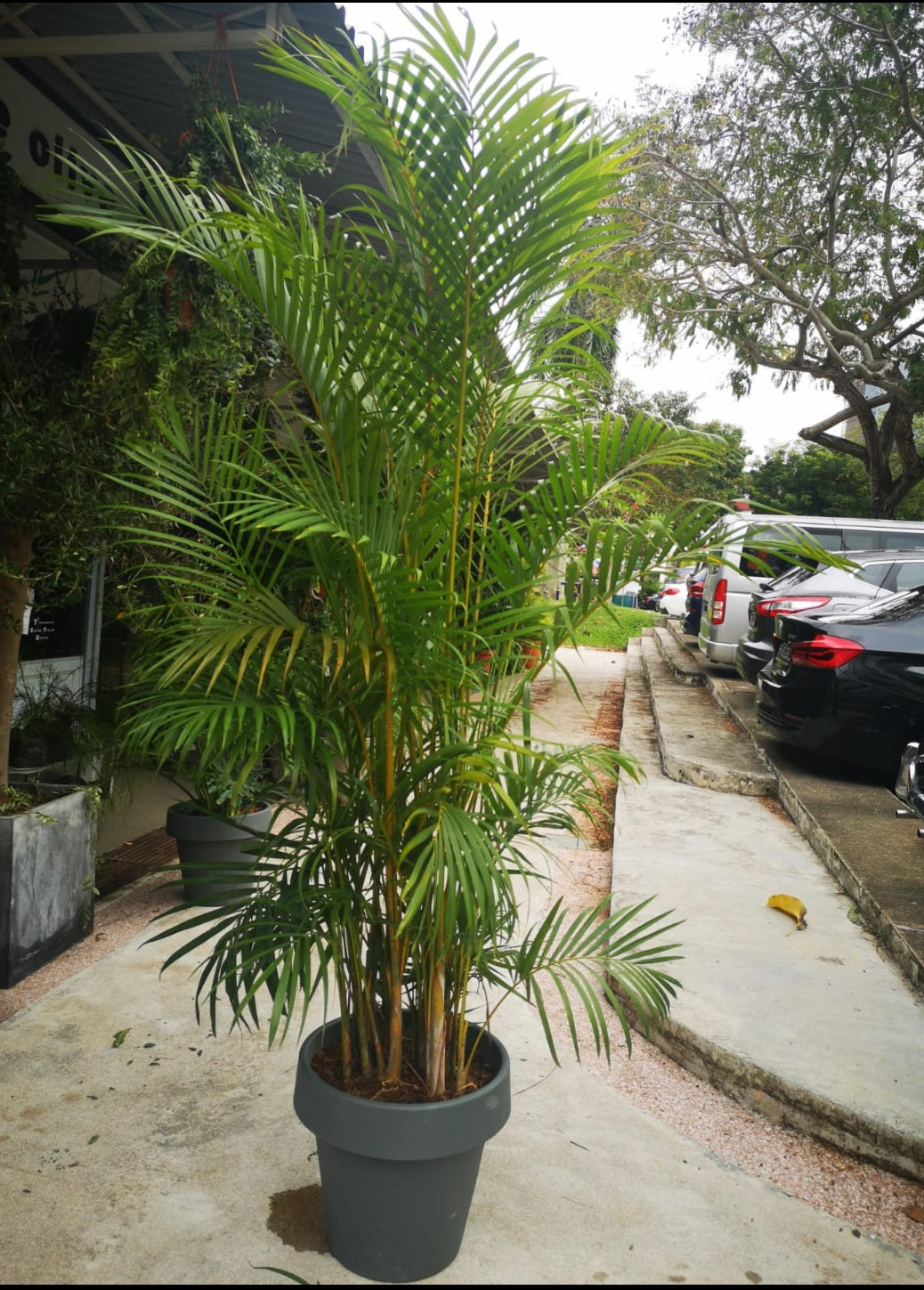 Yellow palm(1 feet) landscaping plant