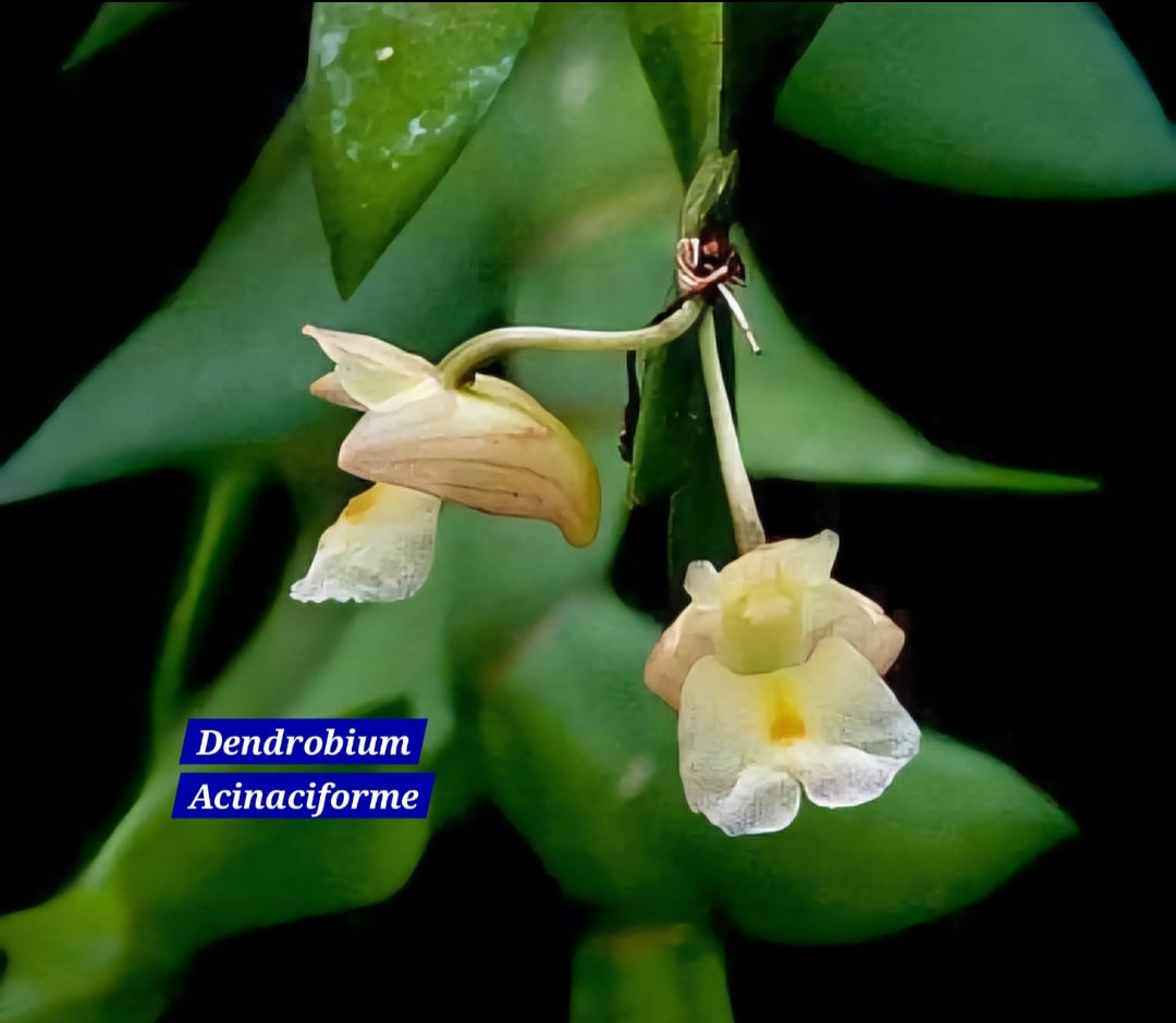 Dendrobium Acinaciforme