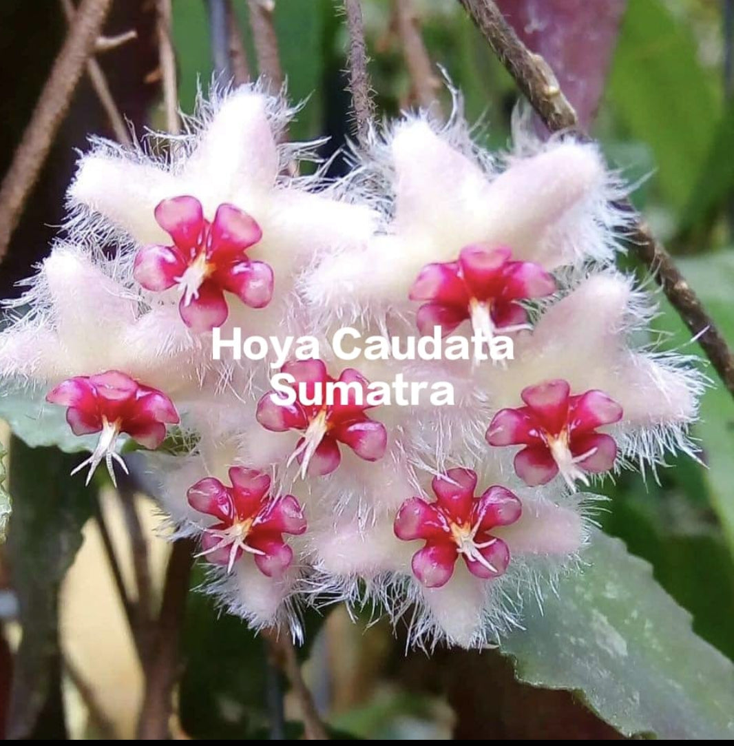 Hoya Caudata Sumatra