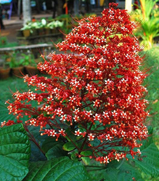 Krishna Kireedam plant (Shrub Plant)