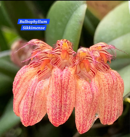 Bulbophyllum Sikkimense