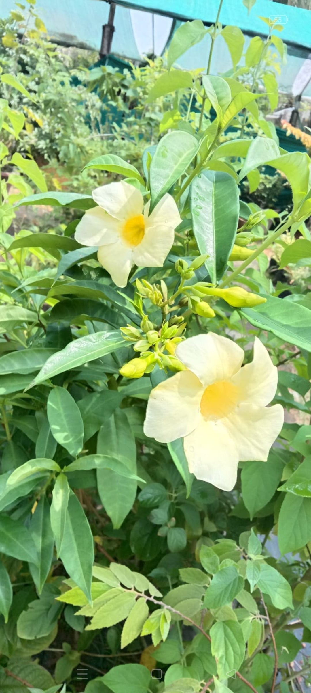 Yellow Alamanda Plant