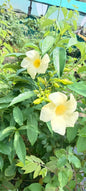 Yellow Alamanda Plant