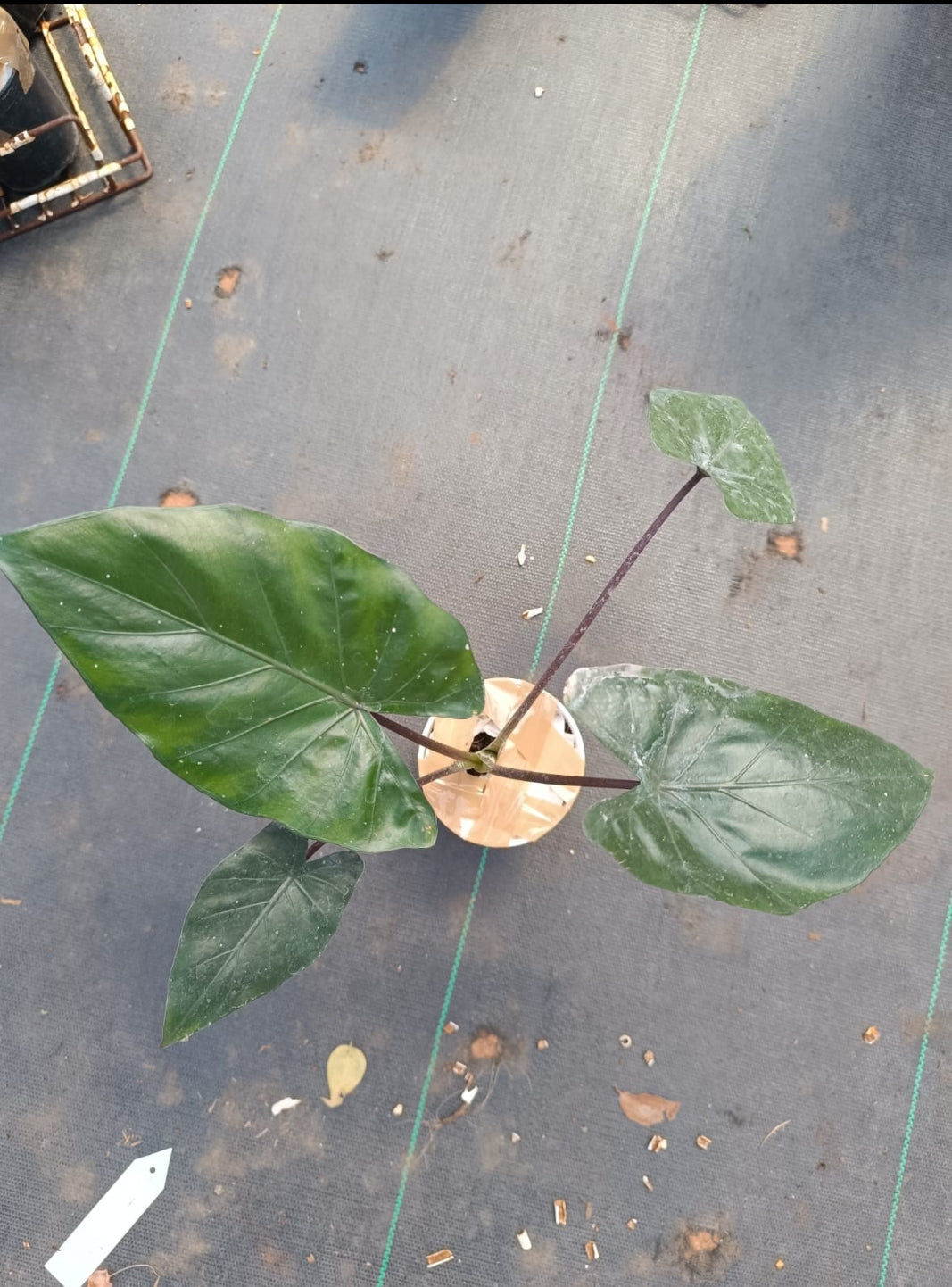 Alocasia Metal Face Plant