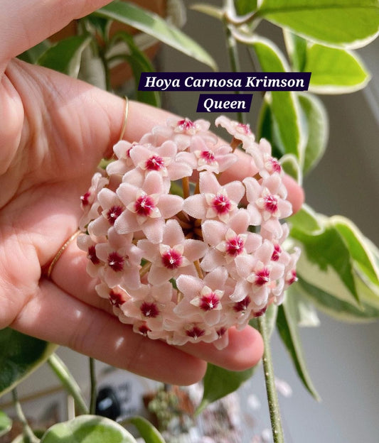 Hoya Carnosa Krimson Queen