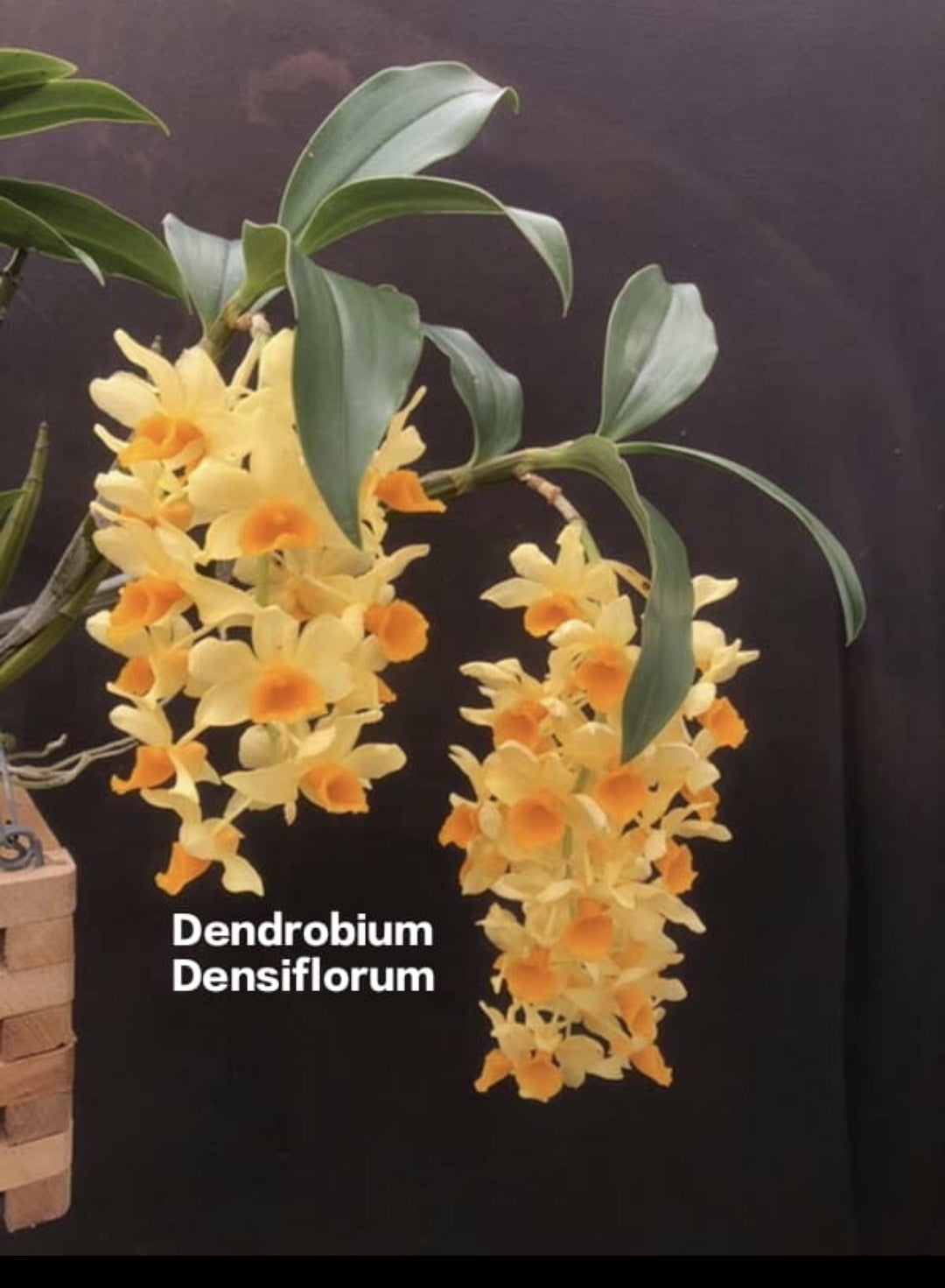 Dendrobium Densiflorum