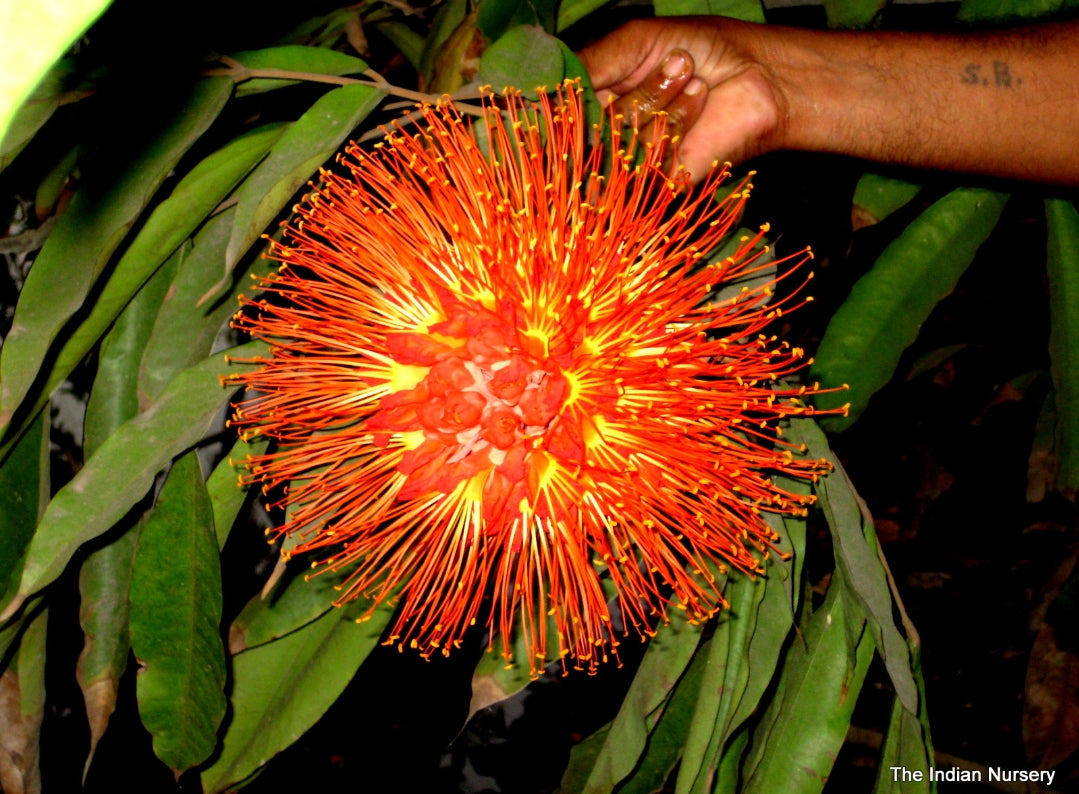 Brownea grandiceps flowering tree