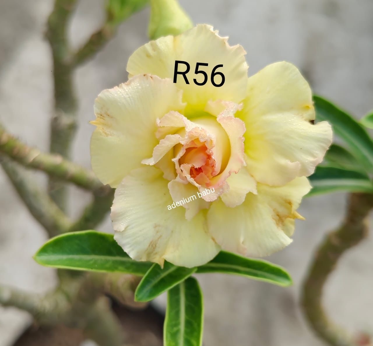 Adenium plant (desert rose) light yellow colour flower