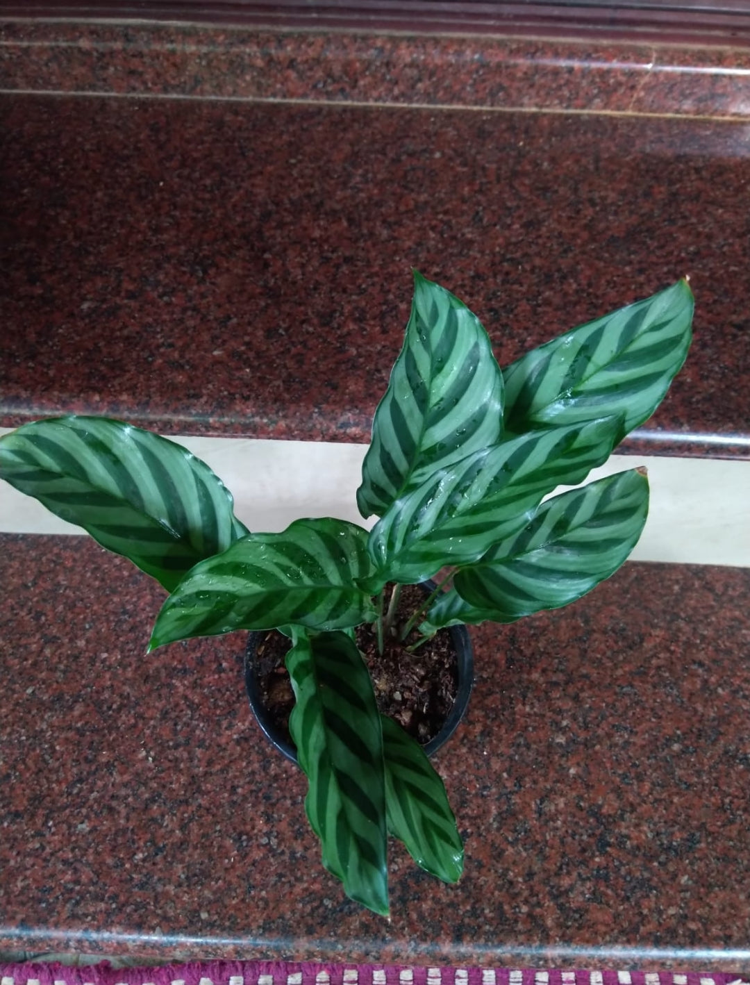 Calathea Concinna