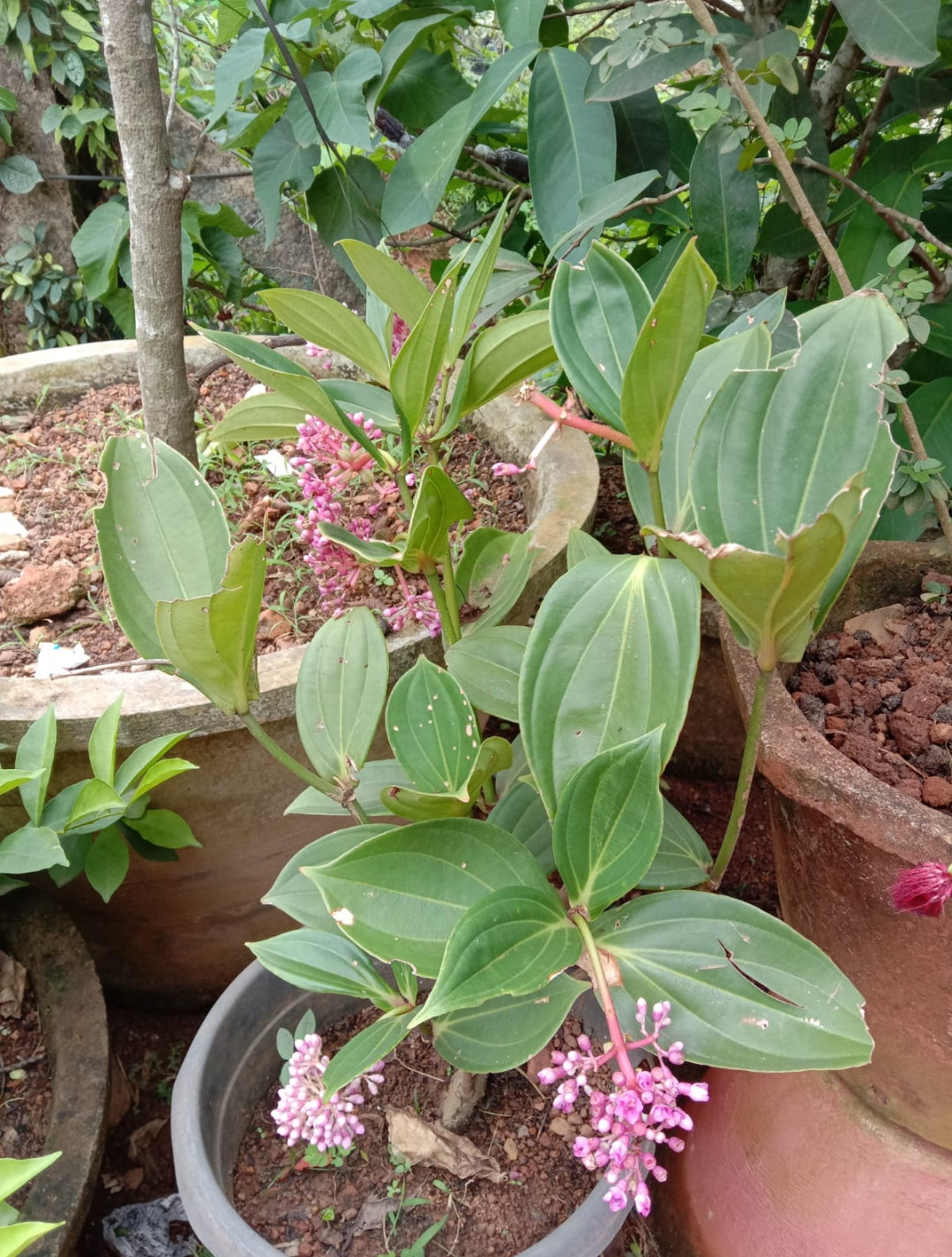 Medanilla plant (Shrub Plant)