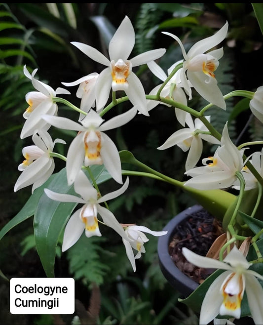 Coelogyne Cumingii