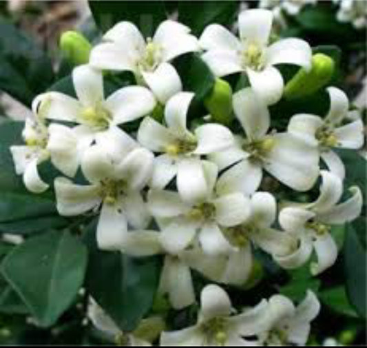 Maramulla (Shrub Plant)