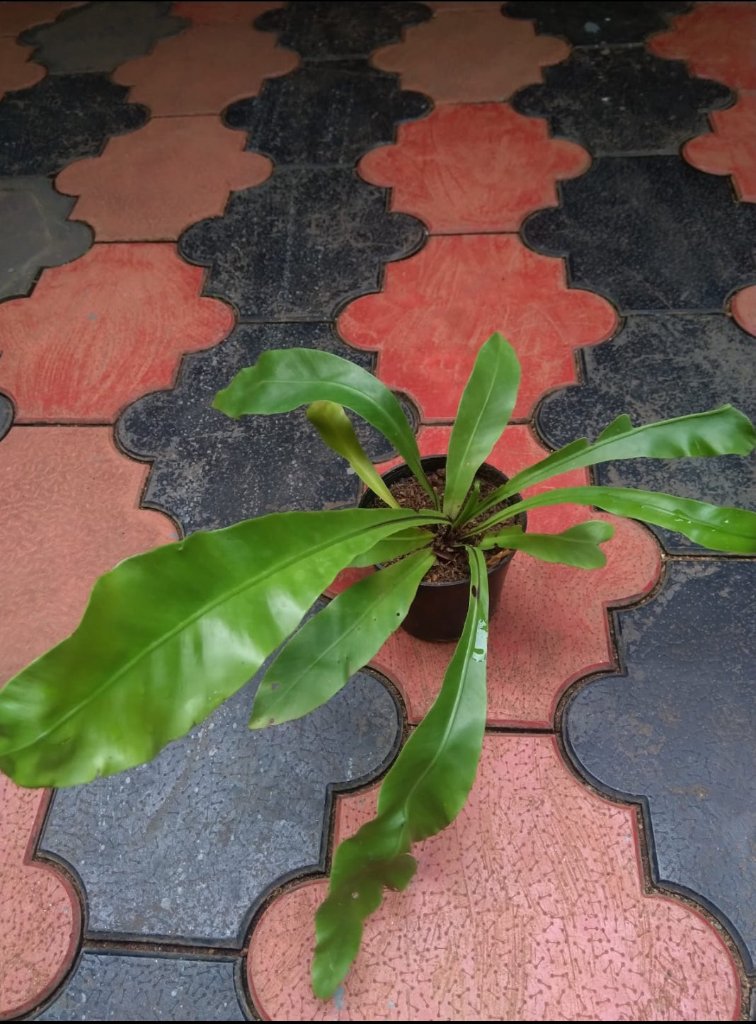 Bird nest fern Plant (Partially Shaded Outdoor Plant)