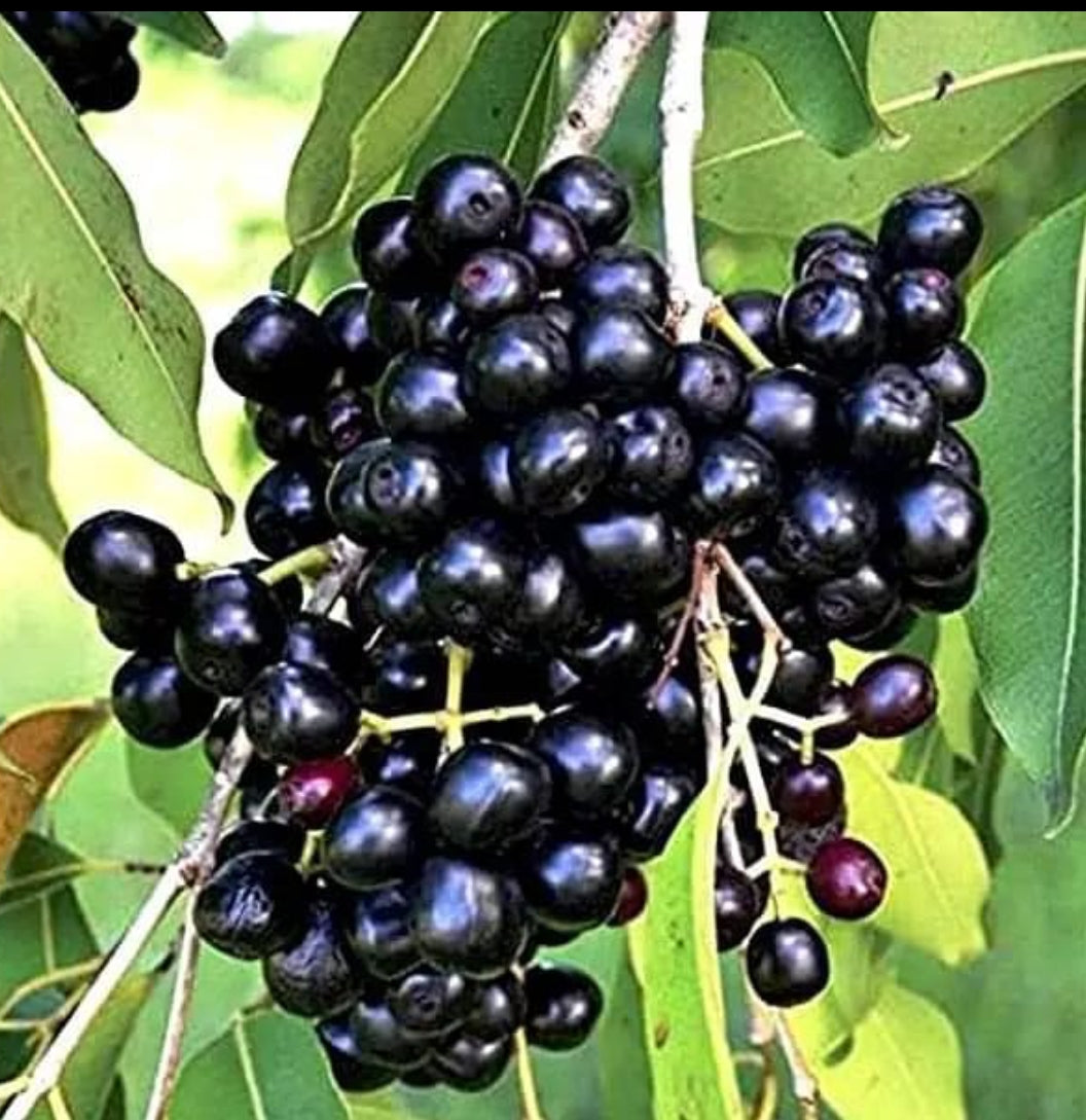 Jamun fruit plant