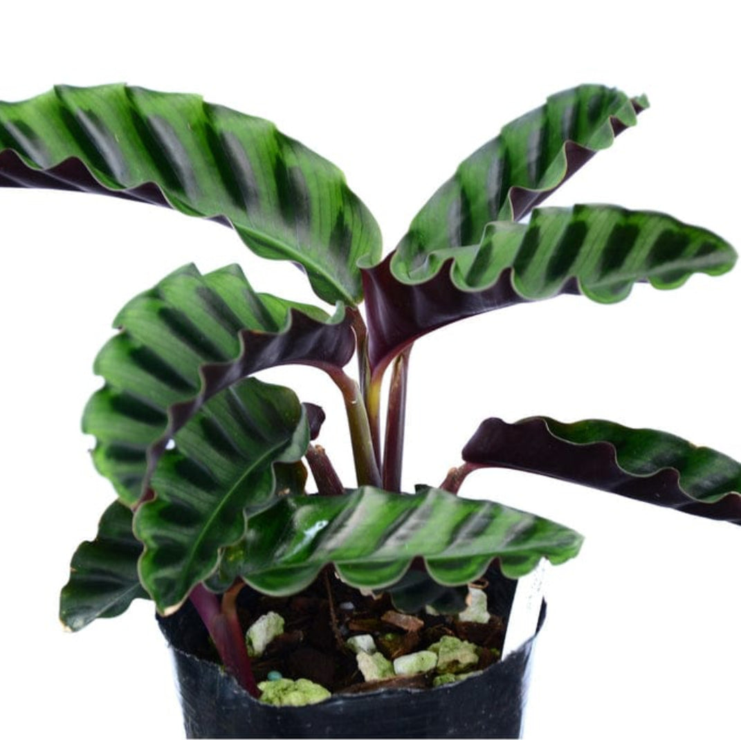 Calathea Gandersii (Indoor plants need good watering)