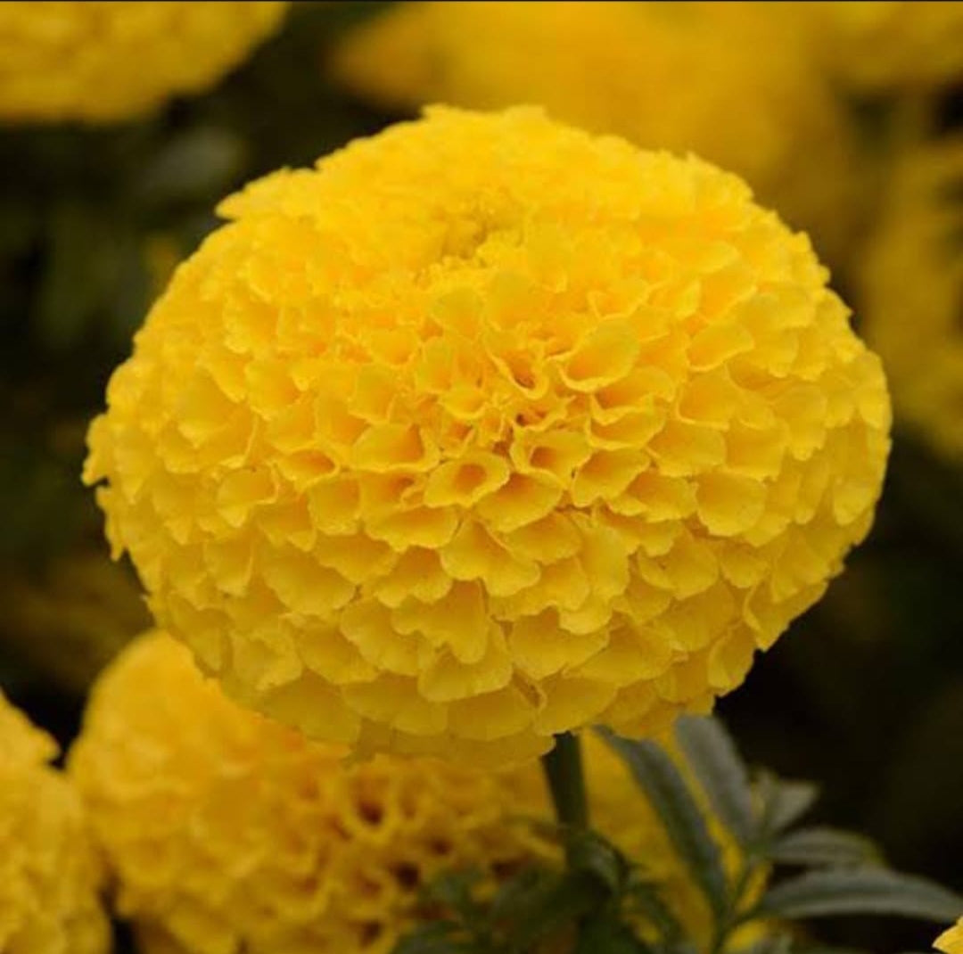 Marigold African Taishan Gold PanAm winter Flower seeds