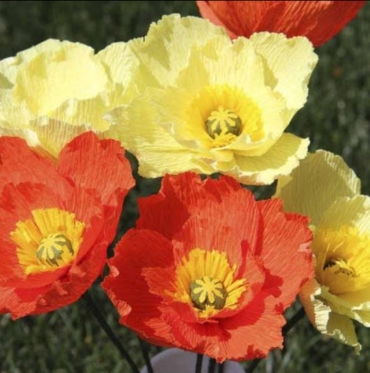 Iceland poppy DBL mix winter Flower seeds