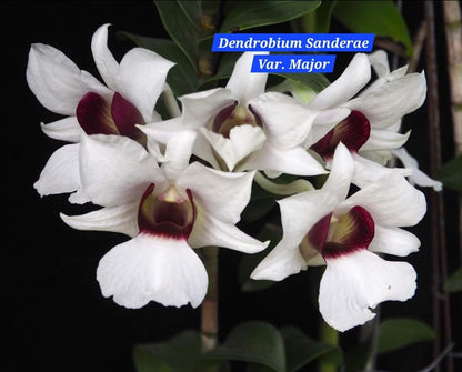 Dendrobium Sanderae Var. Major