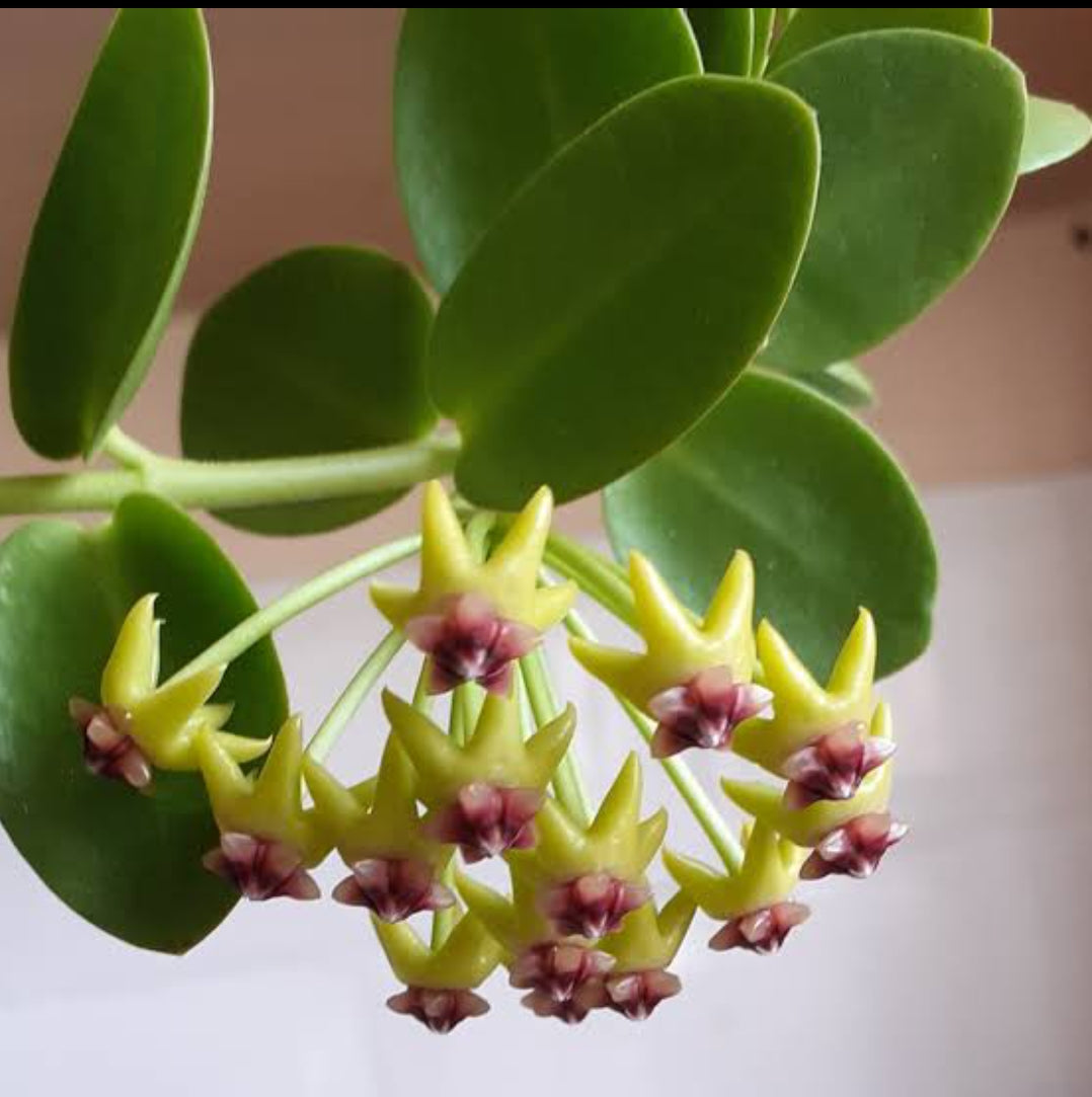 Hoya Cumingiana (Semishade)