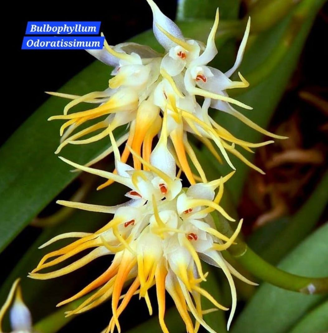 Bulbophyllum Odoratissimum