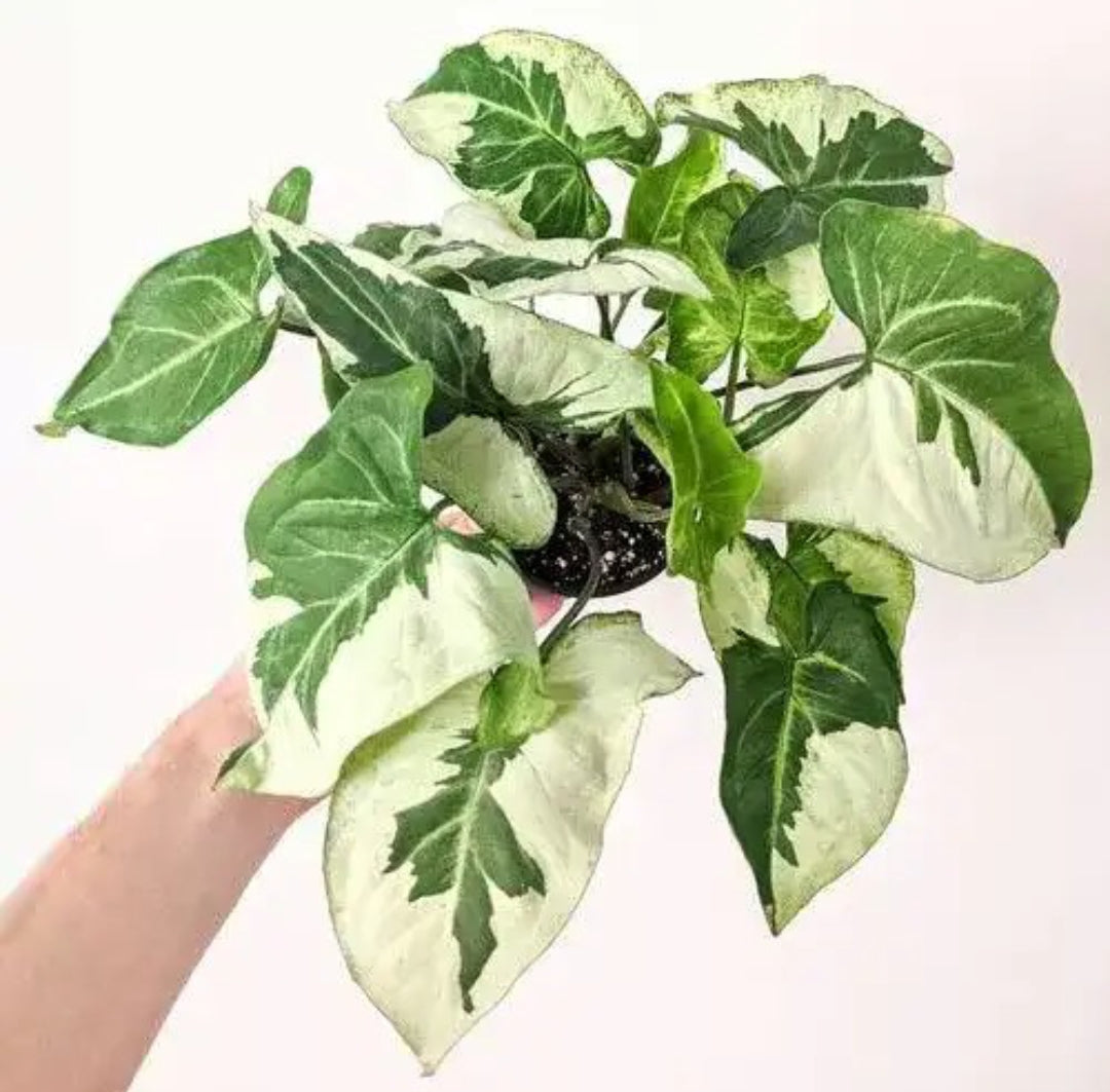 Syngonium three King - Rare plant Good