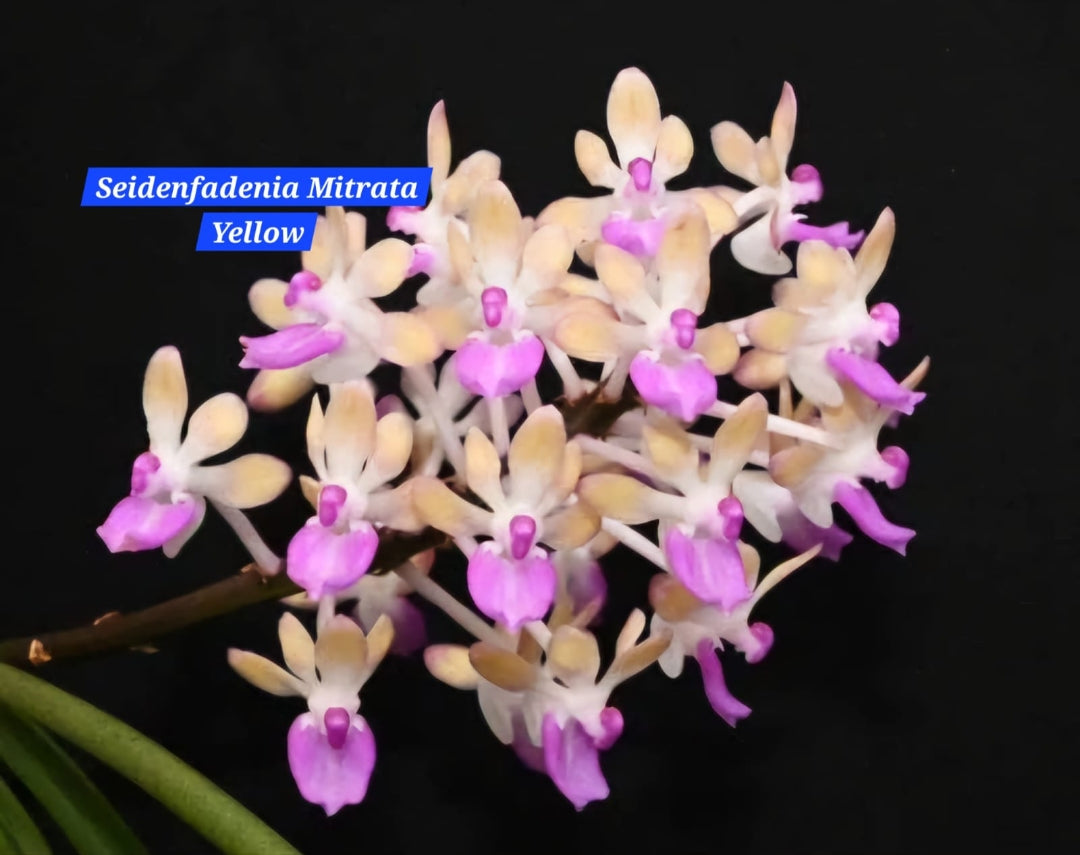 Seidenfadenia Mitrata (Yellow) Miniature Orchid