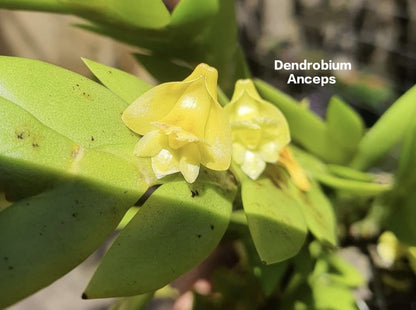 Dendrobium Anceps