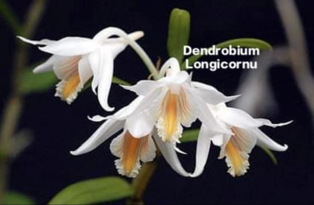 Dendrobium Longicornu