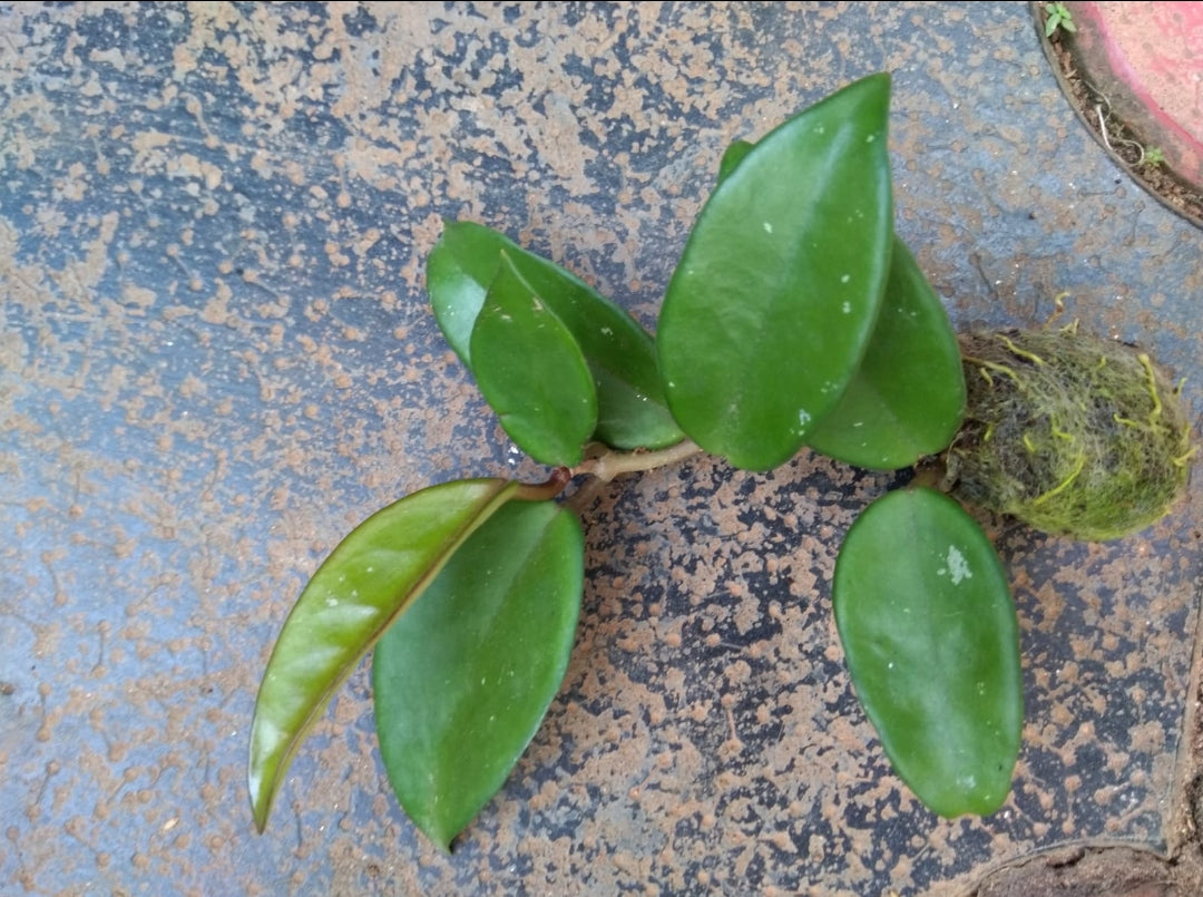 Hoya Pink (Creeper Indoor)