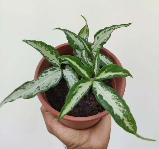 Little Star Syngonium Rare - plant Good