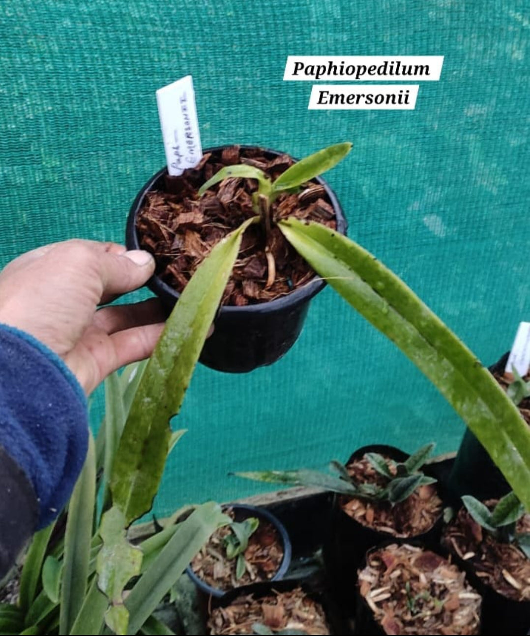 Paphiopedilum Emersonii