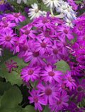 Cinereria mix winter Flower seeds