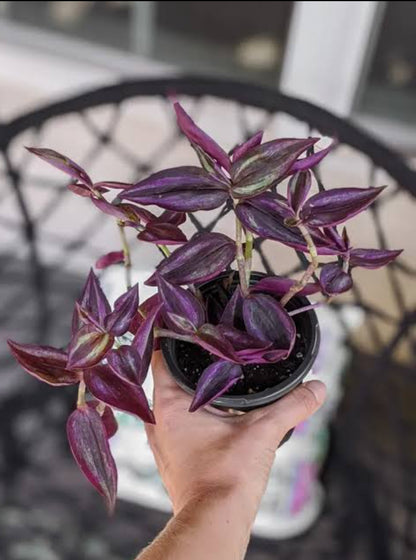 Tradescantia Deep Purple (Semishade)