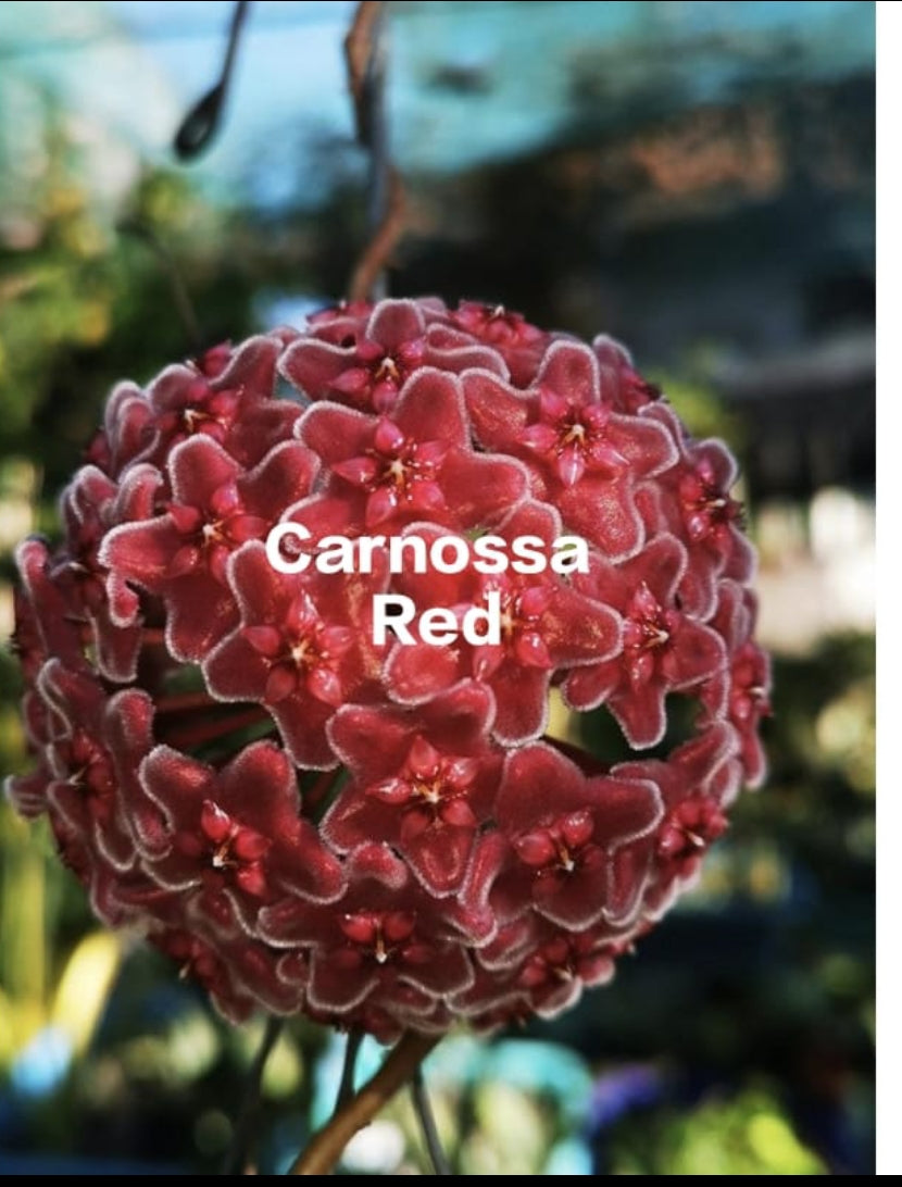 Hoya Carnossa Red