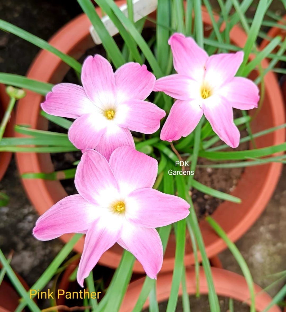 Pink Panther rain Lily bulb