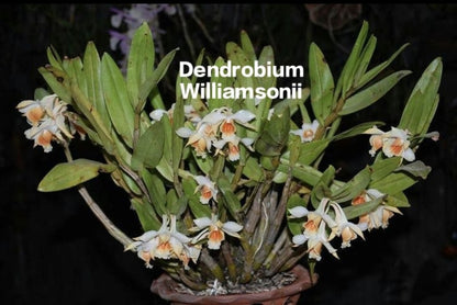 Dendrobium Williamsonii